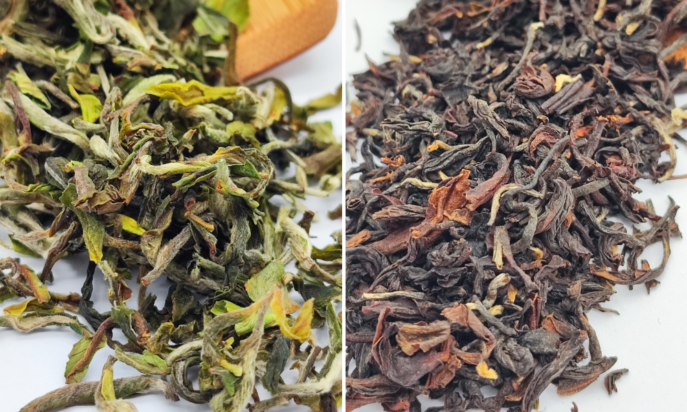 differenza tra Darjeeling First Flush e Darjeeling Second Flush