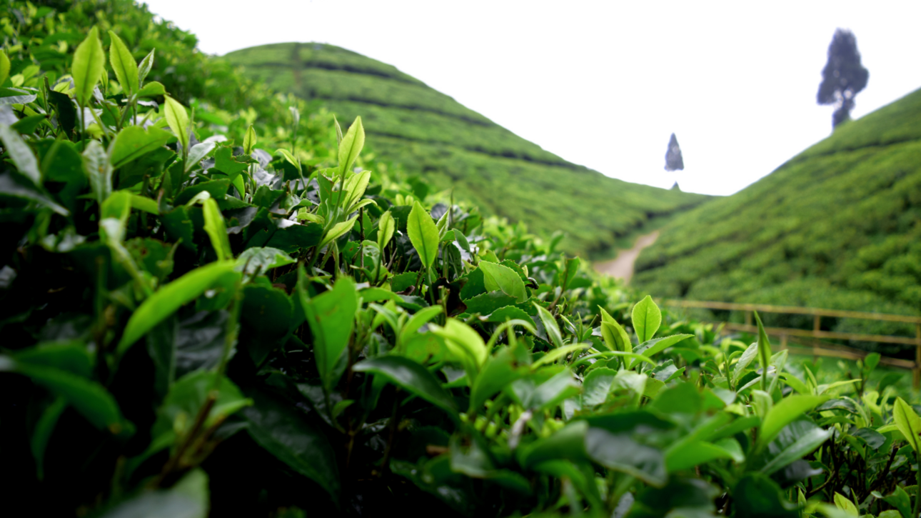 piantagione di tè darjeeling