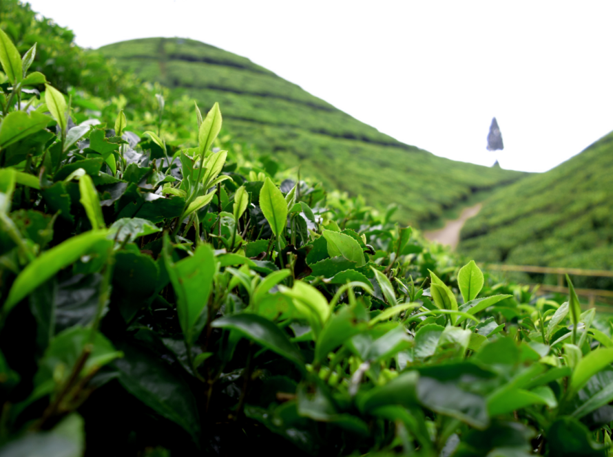 piantagione di tè darjeeling