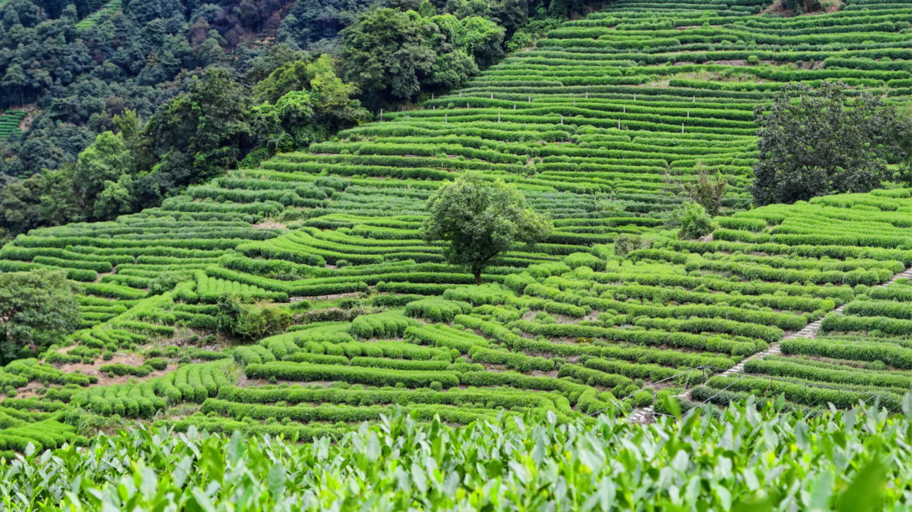 piantagione di tè long jing ad Hangzhou