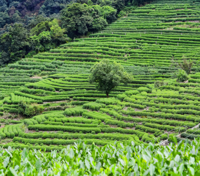 piantagione di tè long jing ad Hangzhou