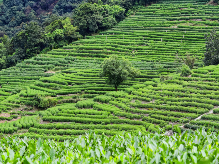 piantagione di tè long jing ad Hangzhou