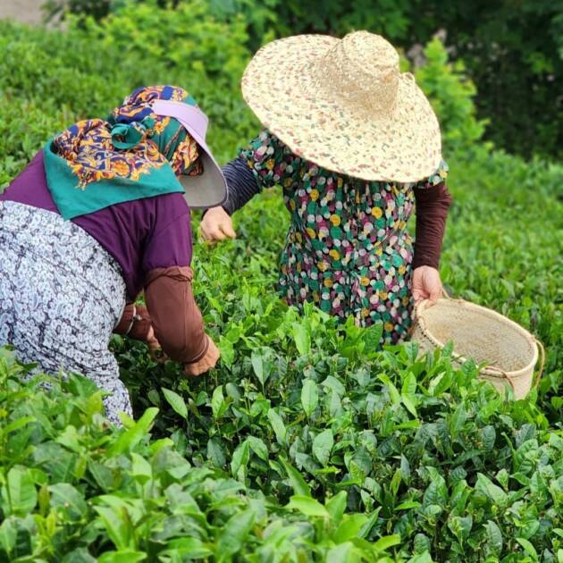 i tè dall'iran tea focus