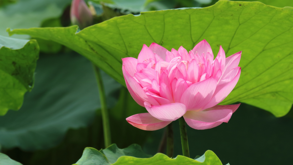 fiore di loto nel lago di hanoi in vietnam