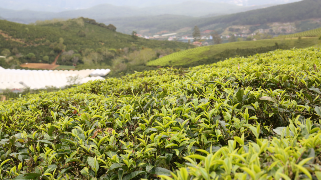 piantagione di tè in vietnam