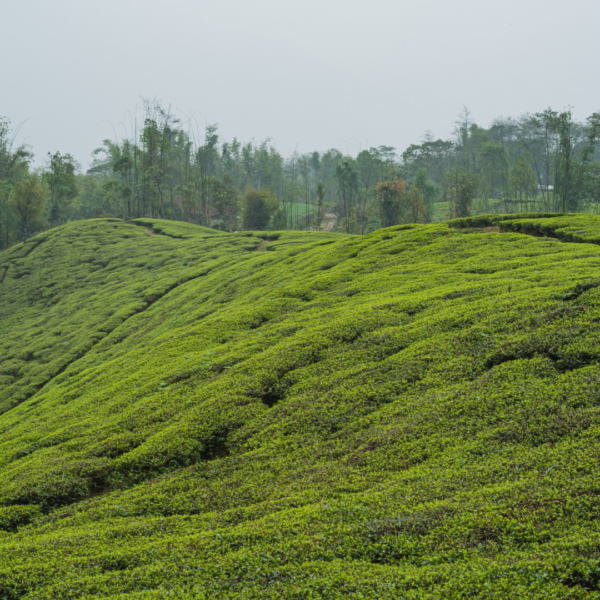 Tea Focus | Tè dal Nepal | 27 marzo, 20:30 | Online con registrazione