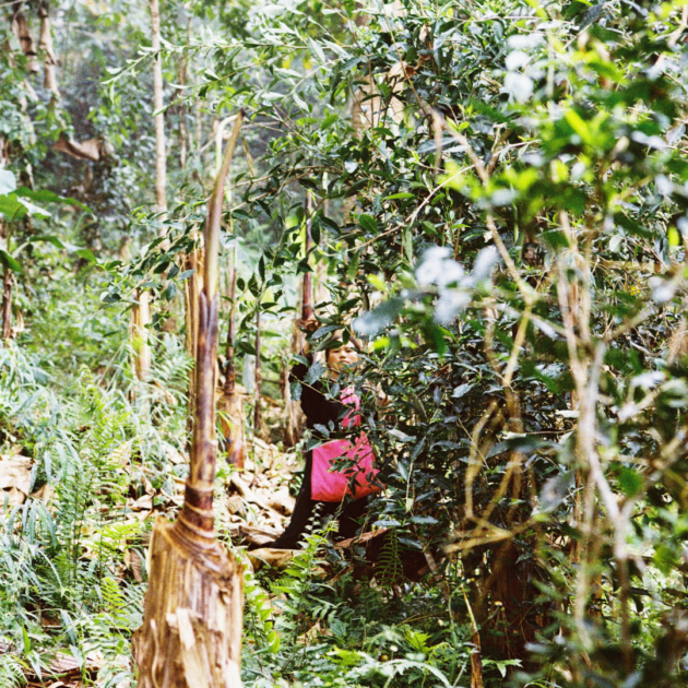 Tea Focus Tè del Laos