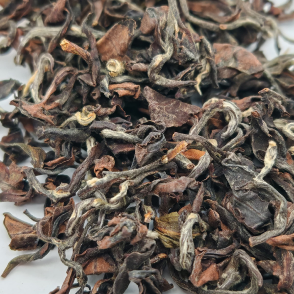 Yunnan Oriental Beauty