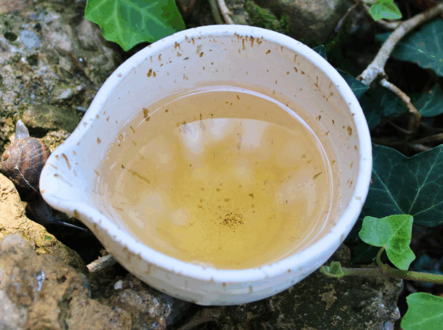 Perché il tè verde è amaro