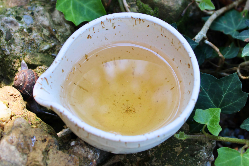 Perché il tè verde è amaro